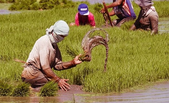 farmers