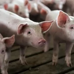pigs