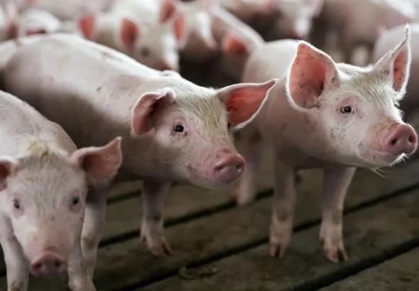 pigs