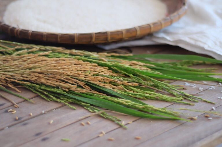 Ang-Palay-At-Bigas-1536x1022-1