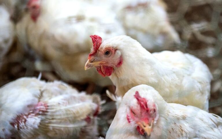 avian-flu-symptoms-chickens