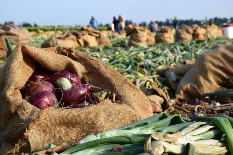Red-Onion-Field-Cure-1024x683