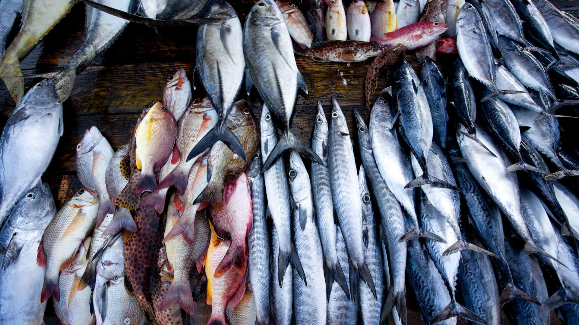 fish-market-galle-sri-lanka