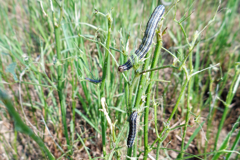 army worms