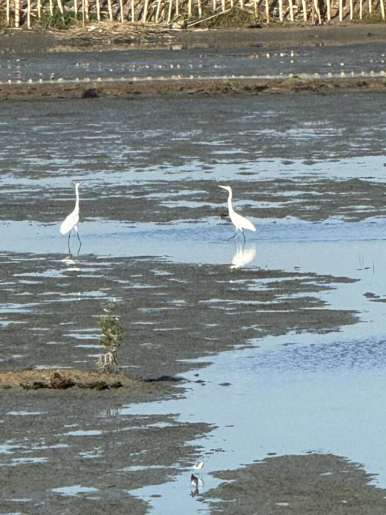 Great white egret