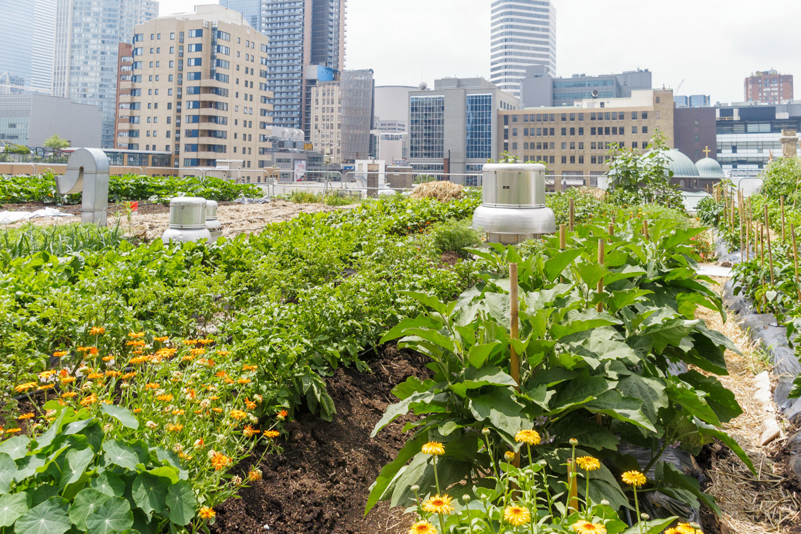 urban-garden-rooftop