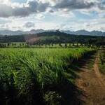 farm