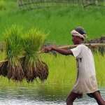 farmer2