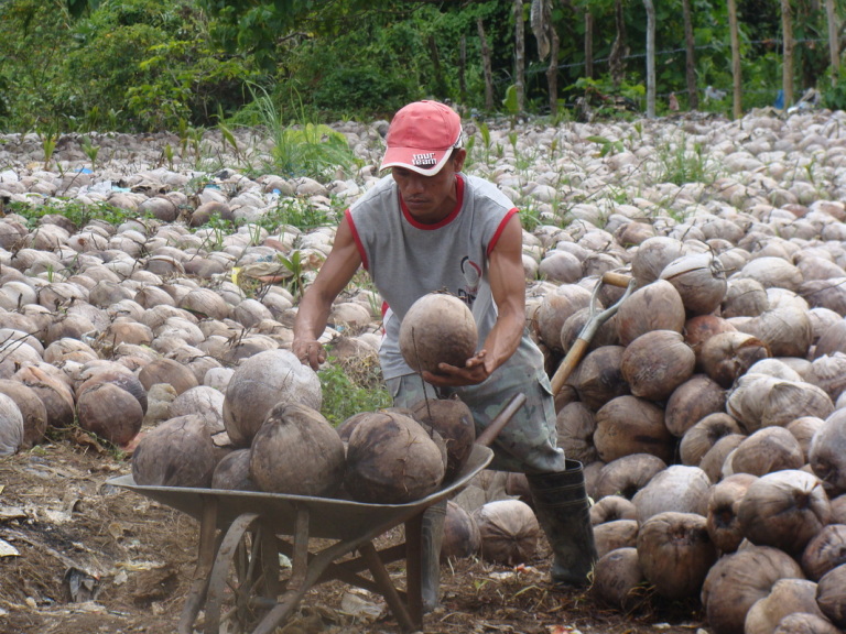 coconut farmer