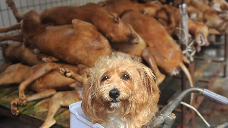 dog meat1