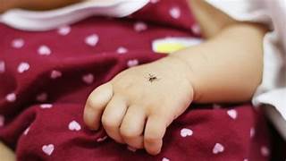 mosquito0