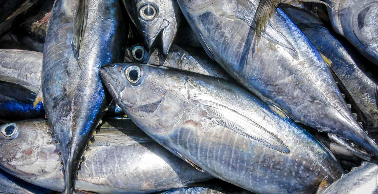 tuna1