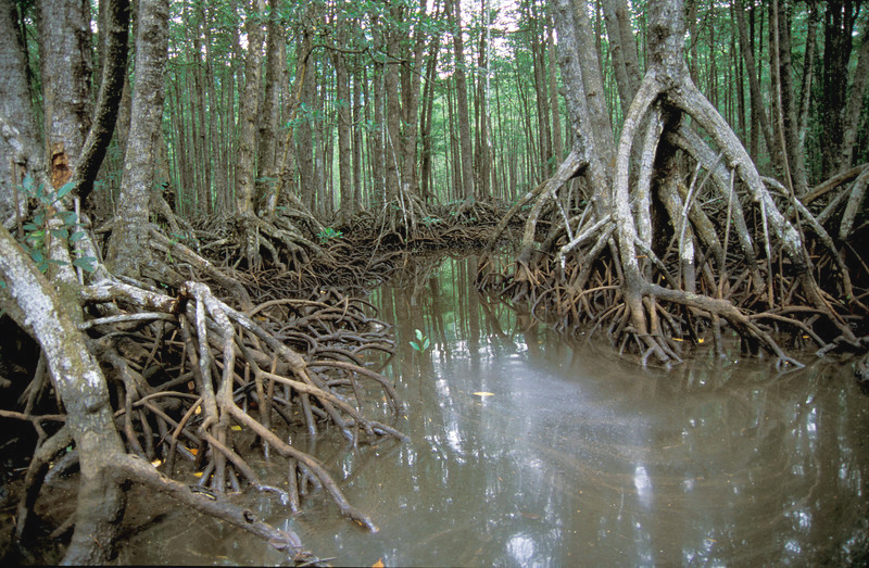 Mangrove_Philippines