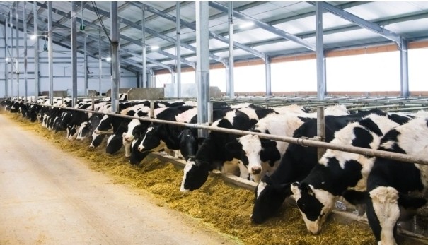 cattle1