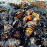 shellfish1