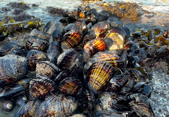 shellfish1