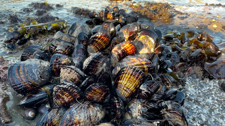 shellfish1