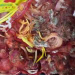 smuggled-onions-2048x1365