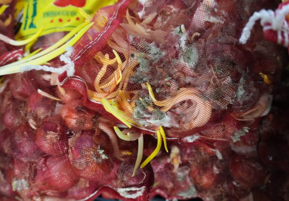 smuggled-onions-2048x1365