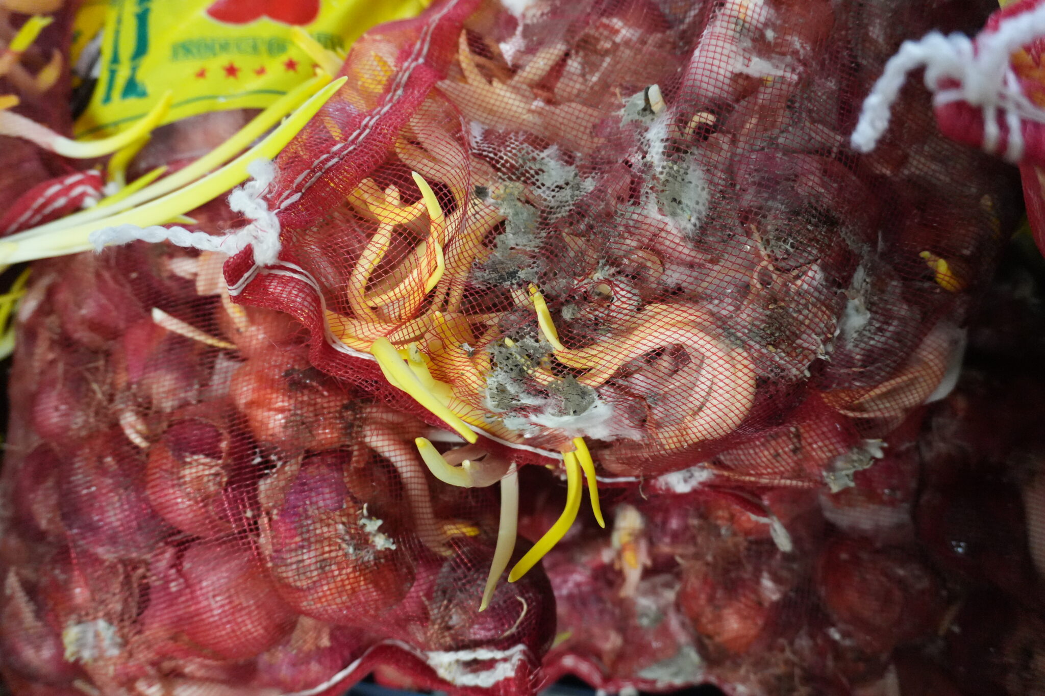 smuggled-onions-2048x1365