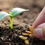 seed