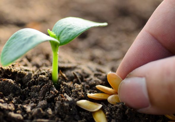 seed