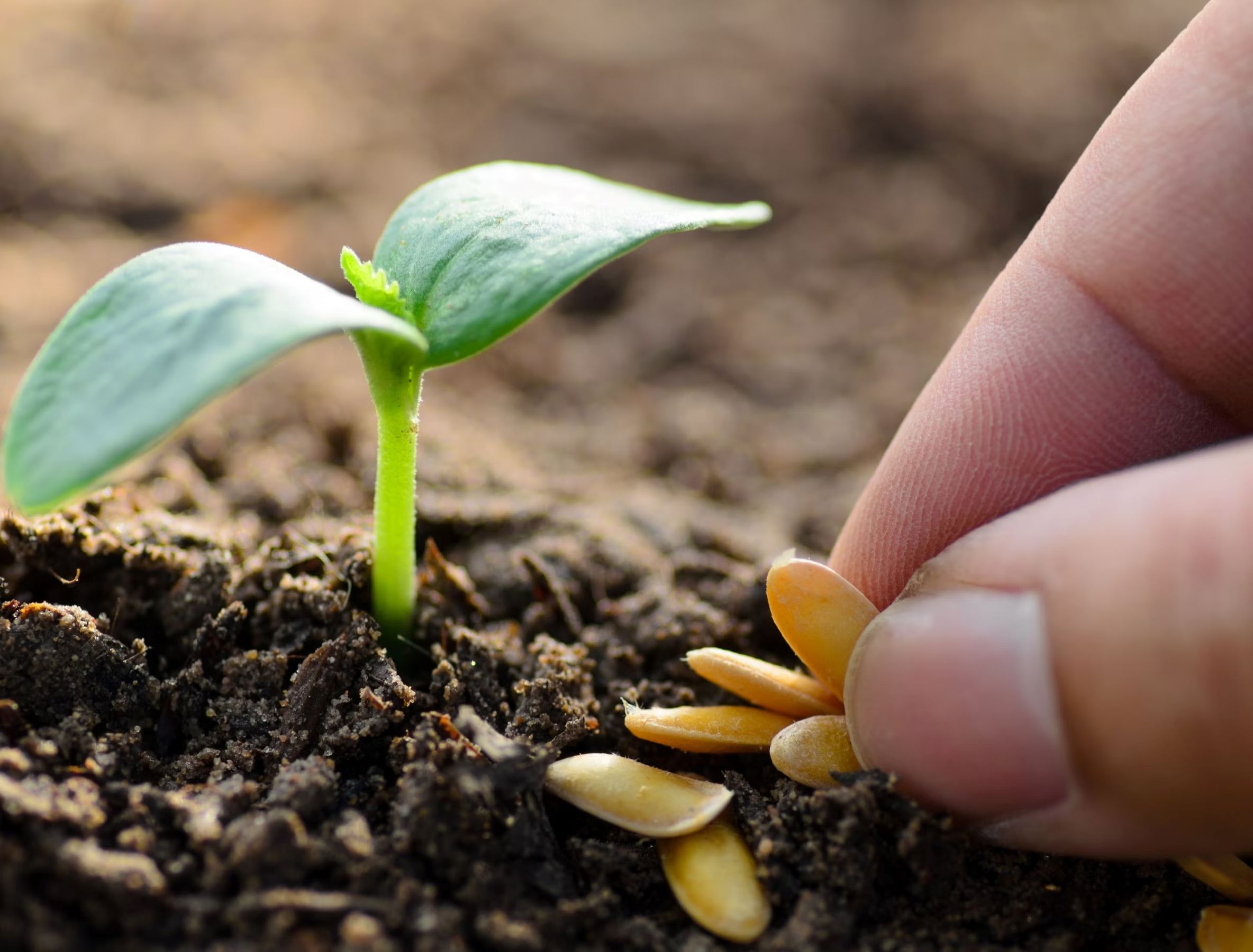 seed