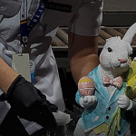 rabbit