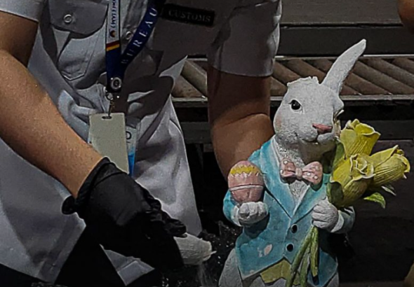 rabbit