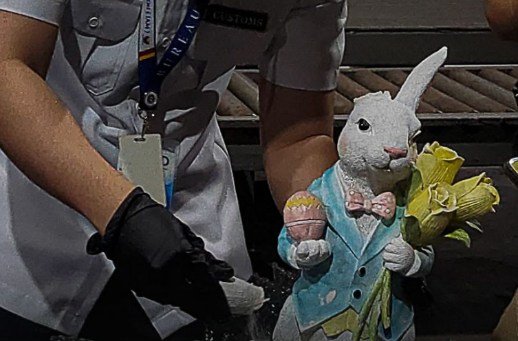 rabbit