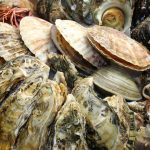 shellfish1