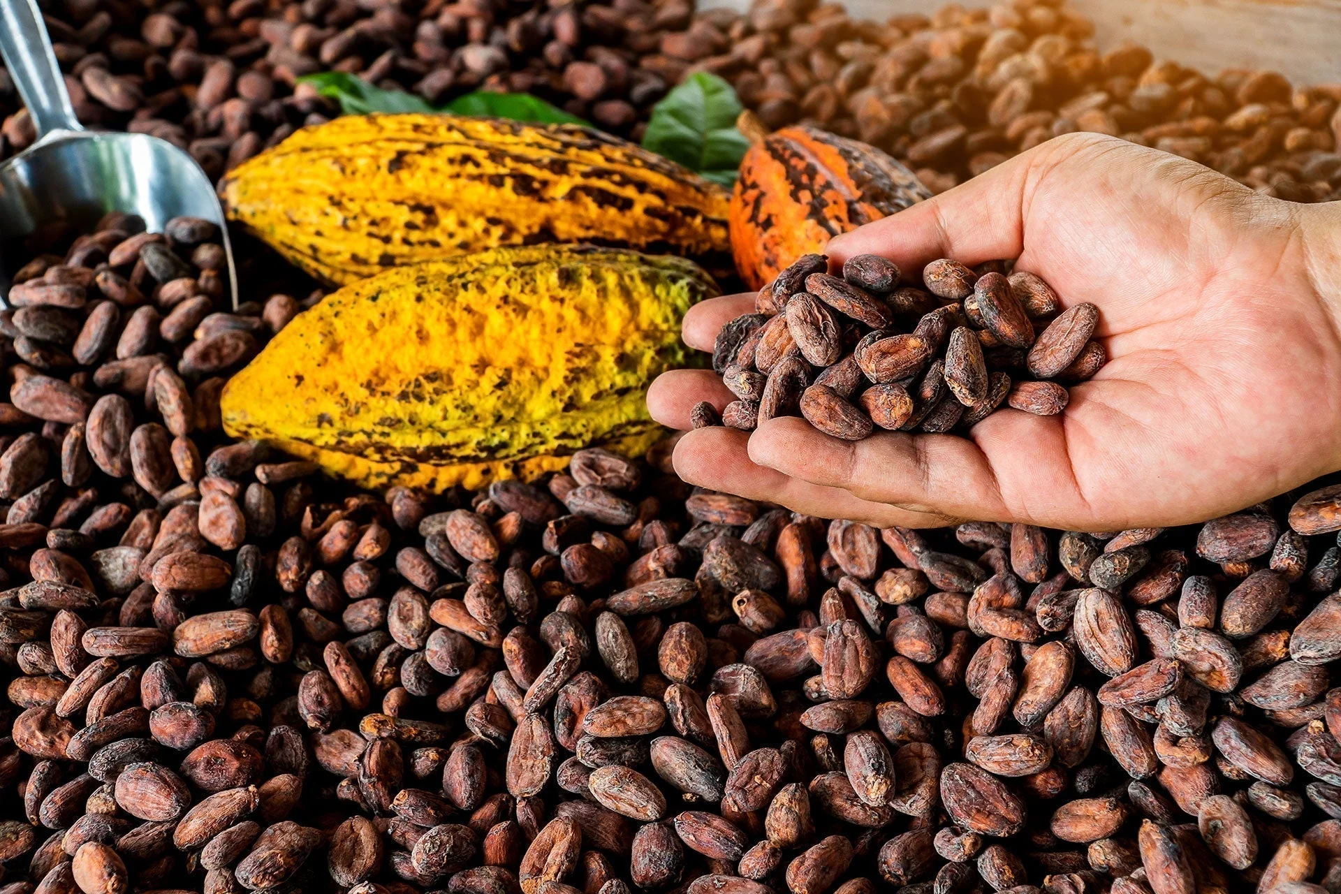 cacao