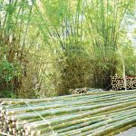 bamboo