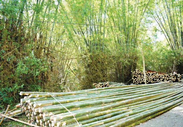 bamboo